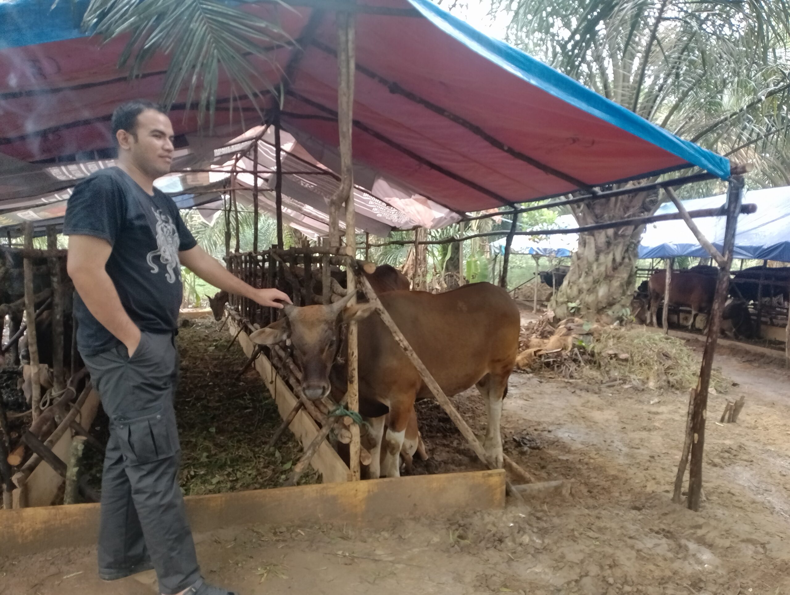 Terinsipirasi Pasar Ternak Batanghari, Rendra Sebut Program Integrasi Sapi Sawitnya Di Tanjab Barat Bisa Berdampak Kesejahteraan Ekonomi.