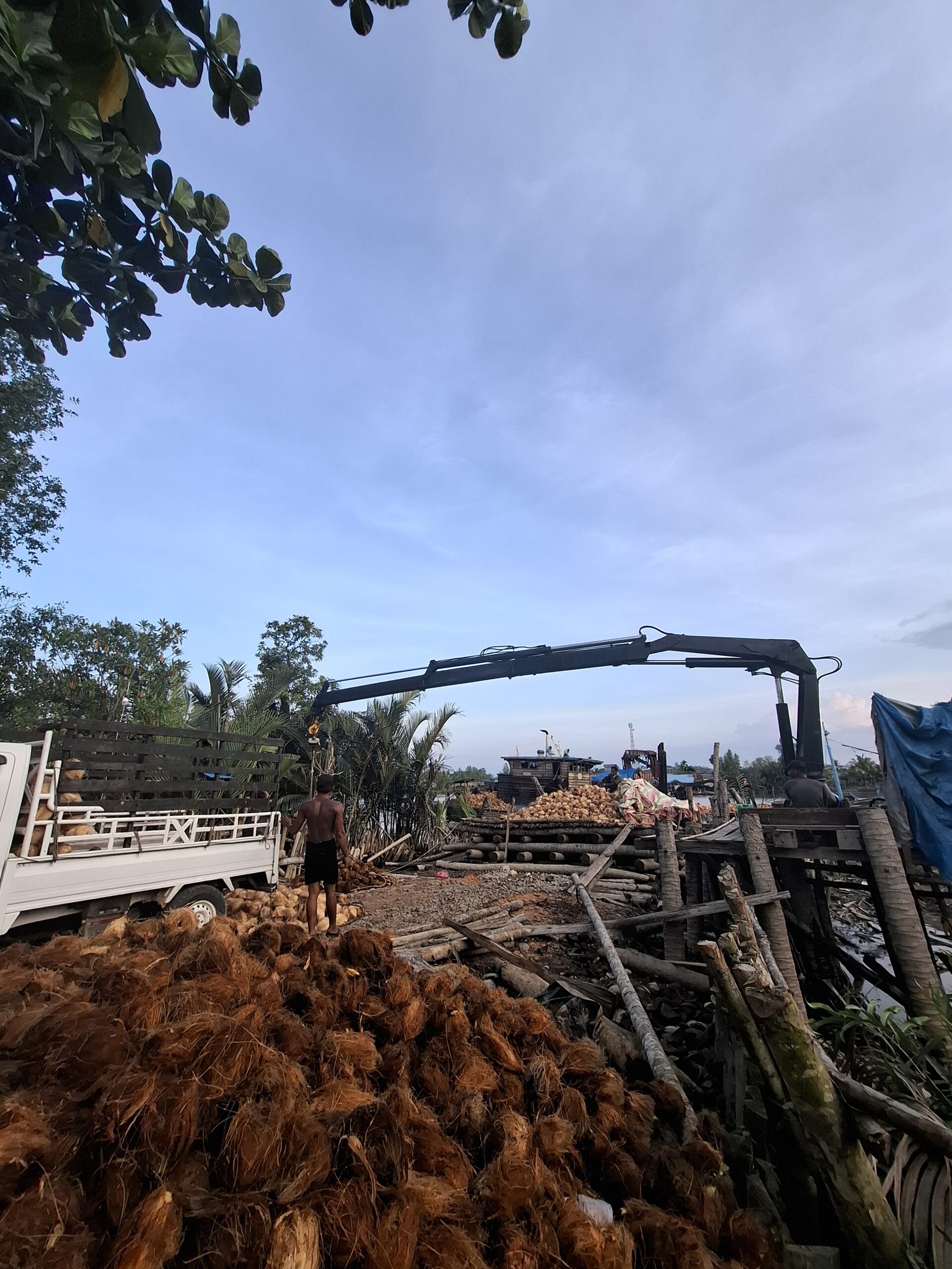 Kelapa Jatuh Tak Jauh dari Pohonnya: Harga Anjlok Tajam di Mei 2025